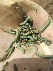 Fall Armyworms in Sweep a Net