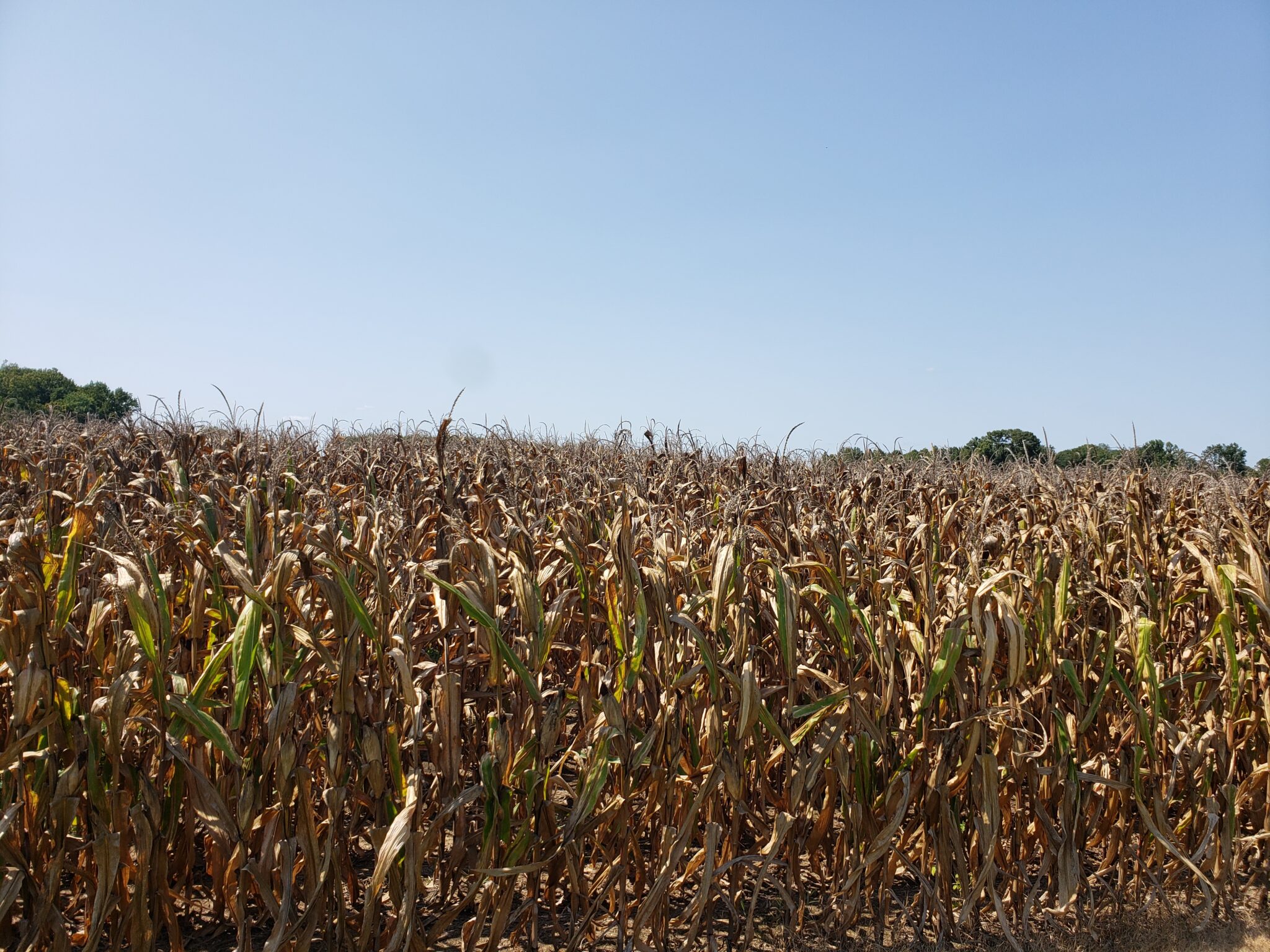 impact-of-drought-on-residual-soil-nitrate-ut-crops-news