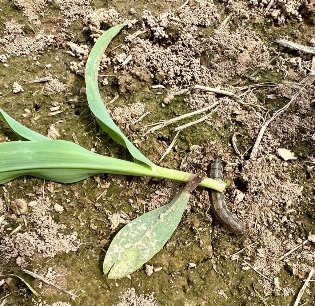 breaking-the-green-bridge-ut-crops-news