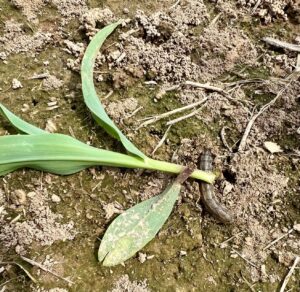 Cutworm and cut corn plant