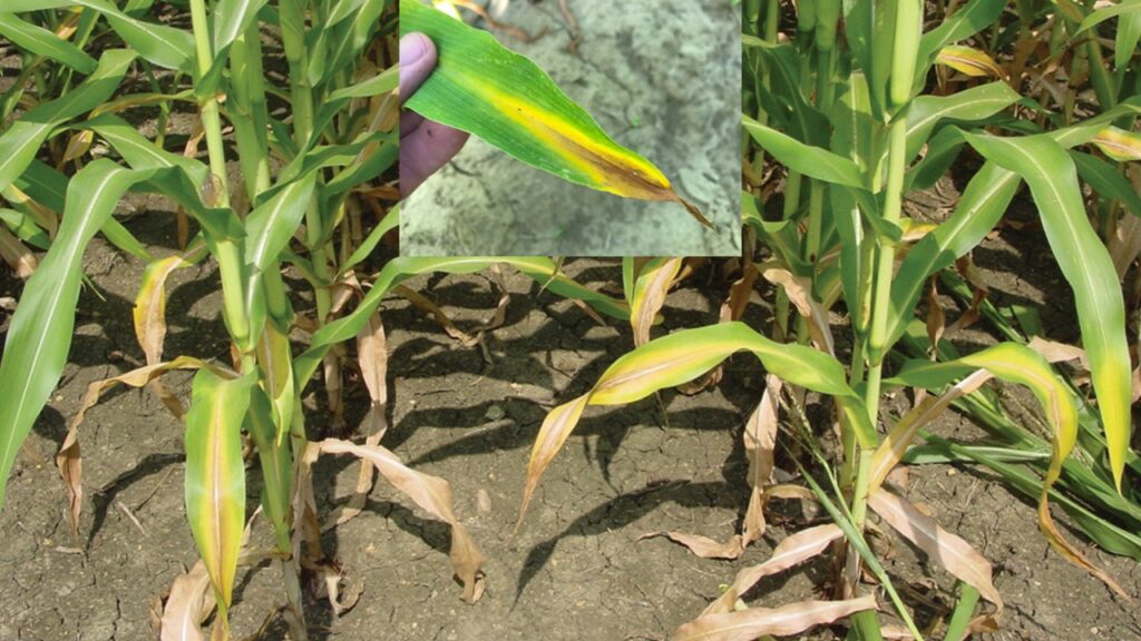 Nutrient Deficiency Nitrogen Ut Crops News