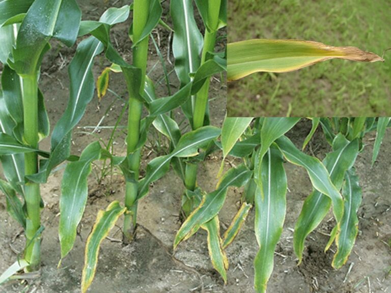 Potassium Deficiency In Corn And Soybean Ut Crops News 