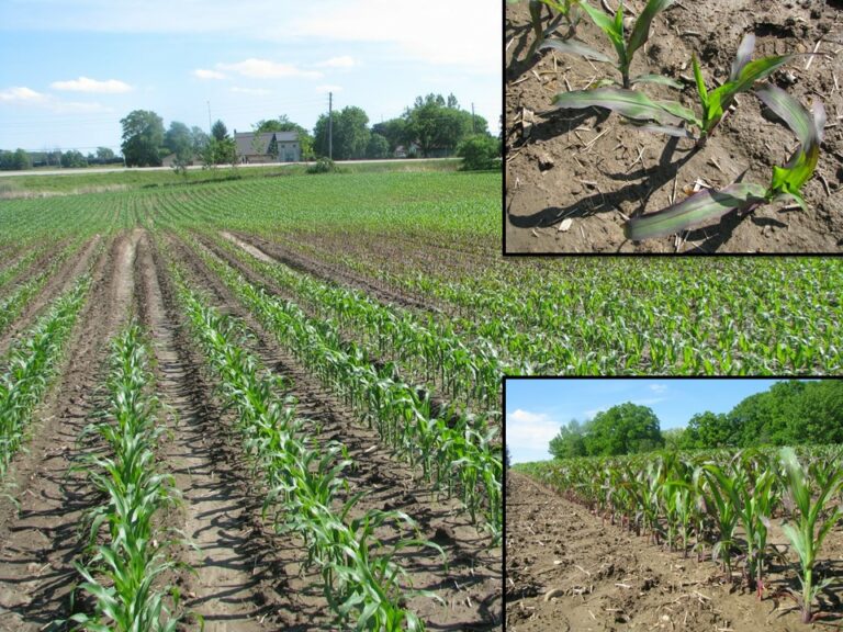 Phosphorus Deficiency In Corn And Soybean Ut Crops News