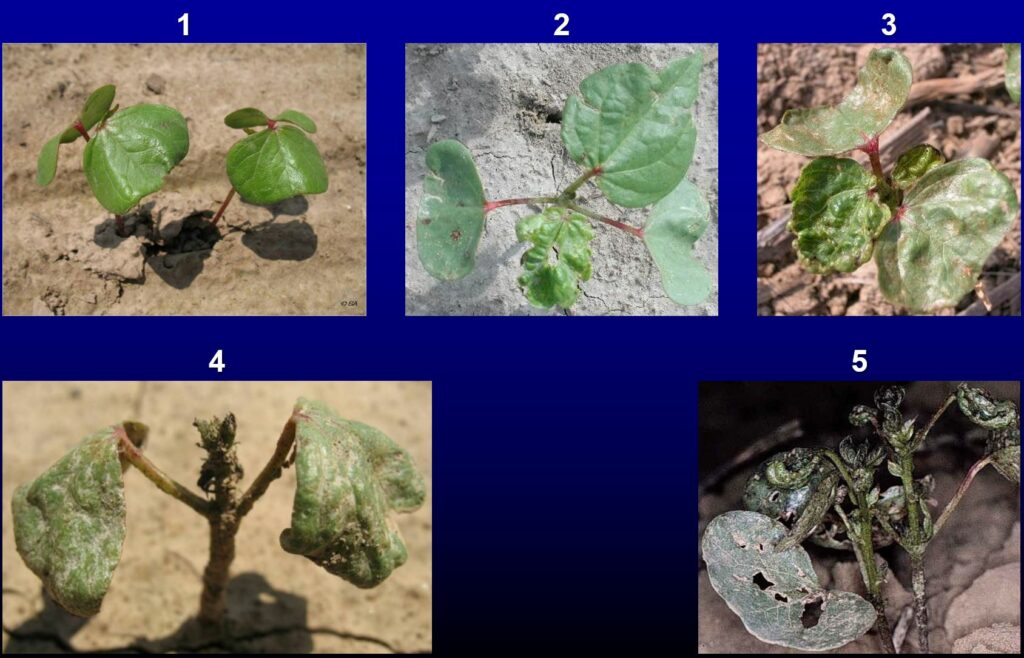 Thrips Damage Ratings (D. Cook MSU)