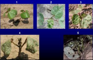 Thrips Damage Ratings (D. Cook MSU)