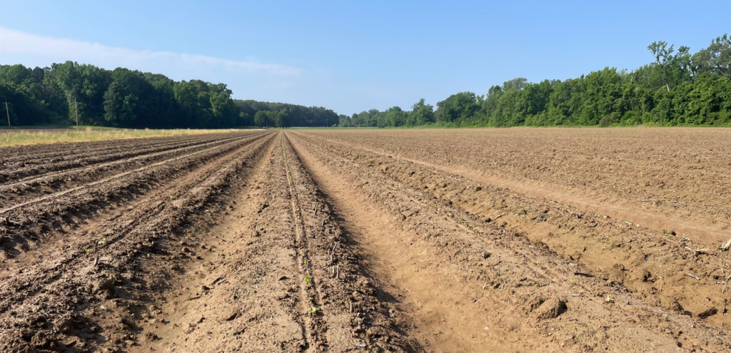 Cotton Archives - Page 6 of 207 - UT Crops News