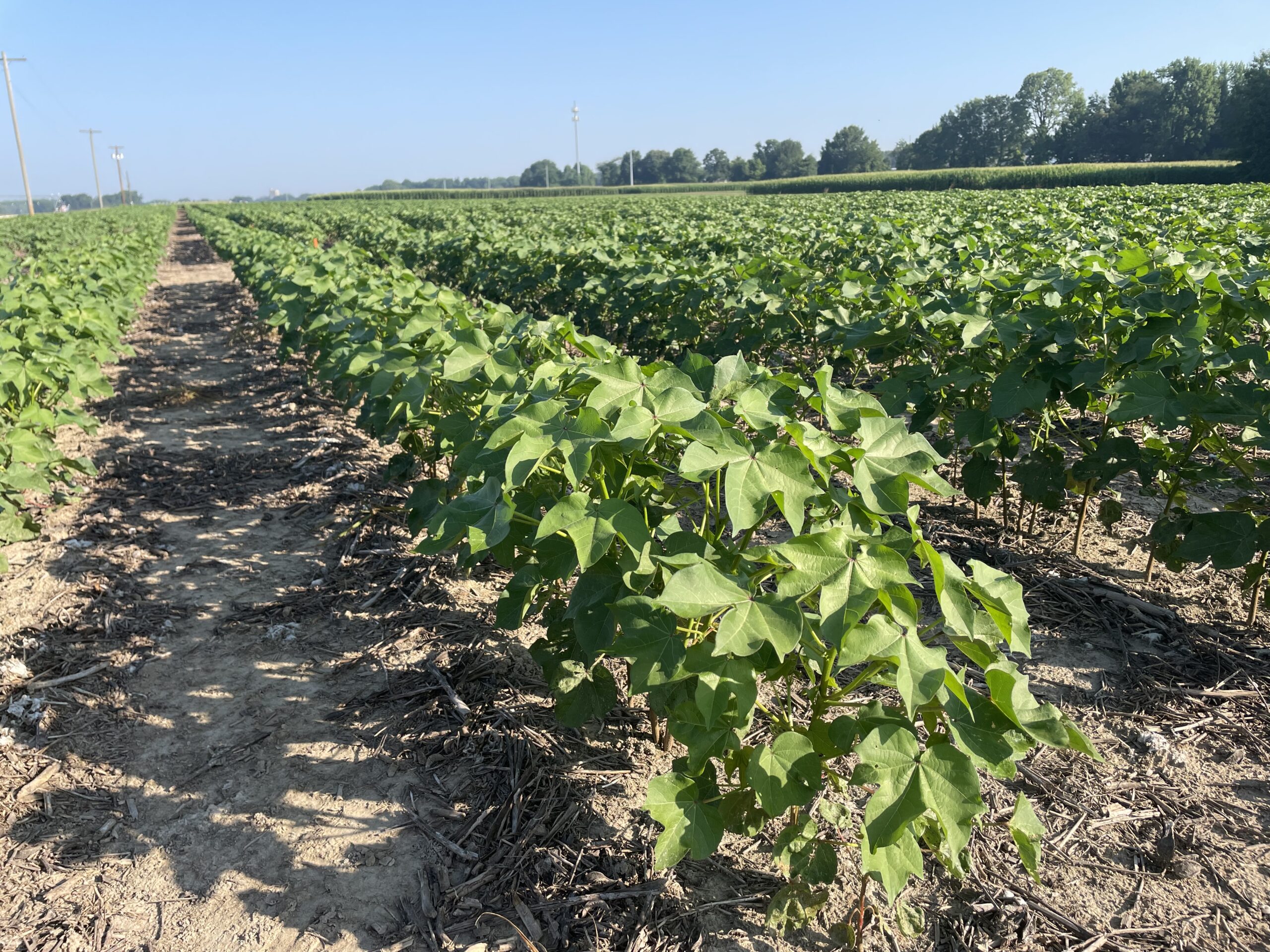 Thoughts on the 2023 cotton crop as we move into July - UT Crops News