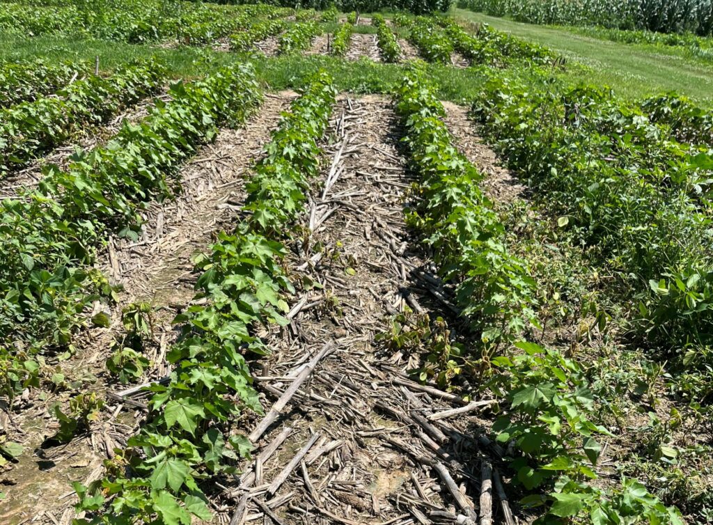 Control of Volunteer XtendFlex Soybean in XtendFlex Cotton. - UT