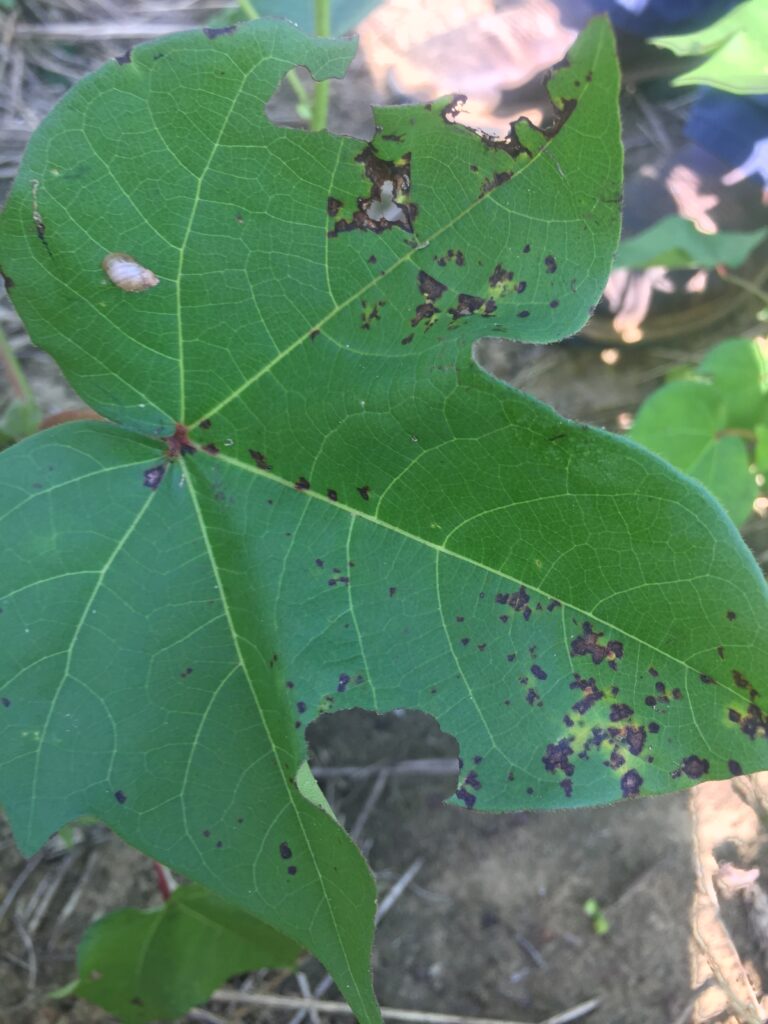 How to Think About Cotton: Plant Growth Regulators - Alabama