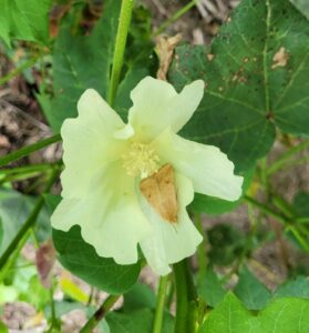 Bollworm moth in cotton bloom