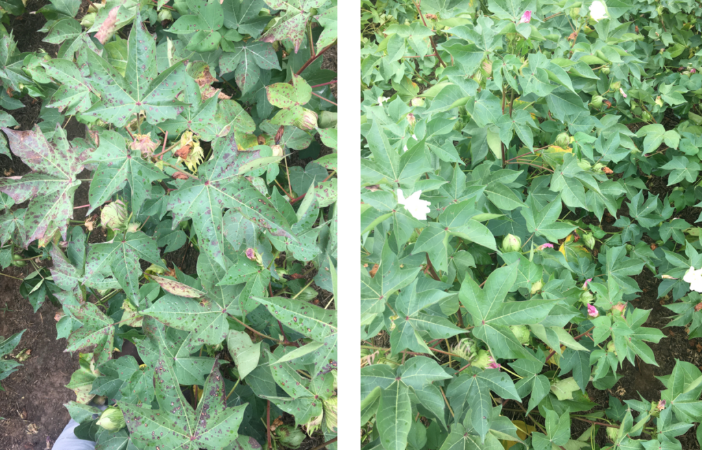 Foliar fungicide use in cotton when August turns wet - UT Crops News