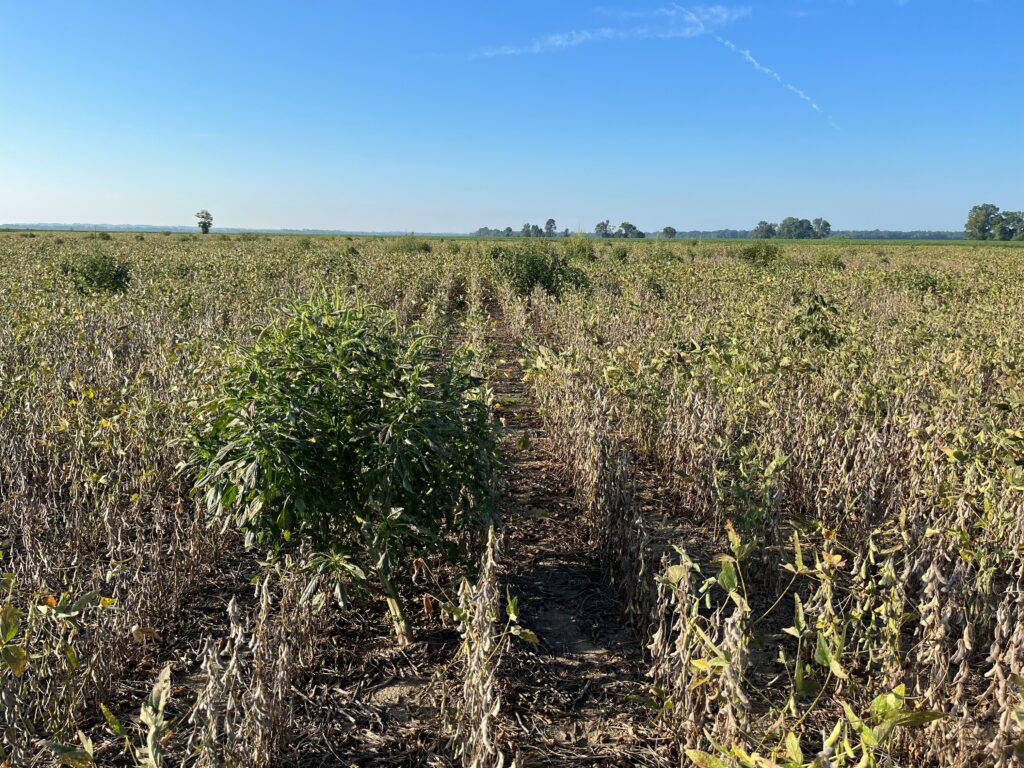 A Step Back on Palmer Amaranth Control - UT Crops News