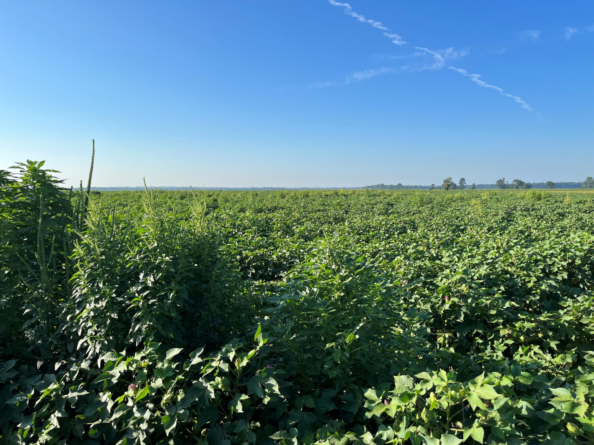 fullens cotton overview pigweed escapes - UT Crops News