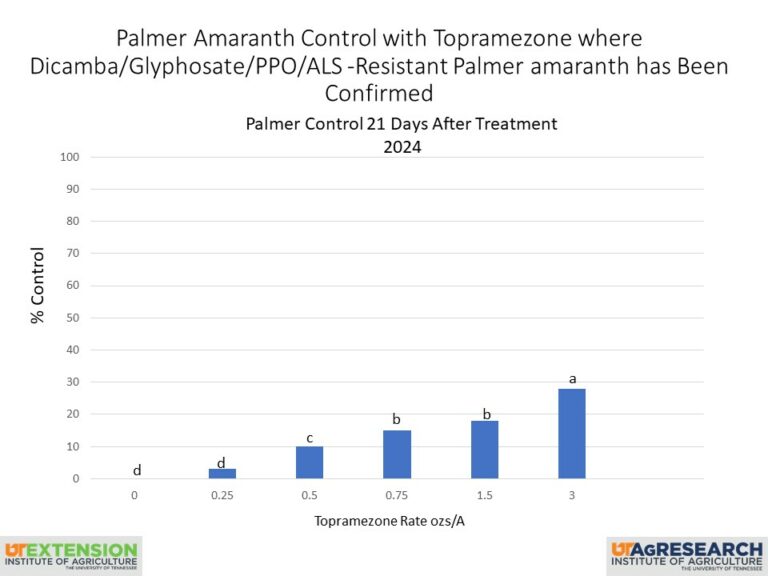 POST Control of Palmer Amaranth in Corn and Soybean - UT Crops News