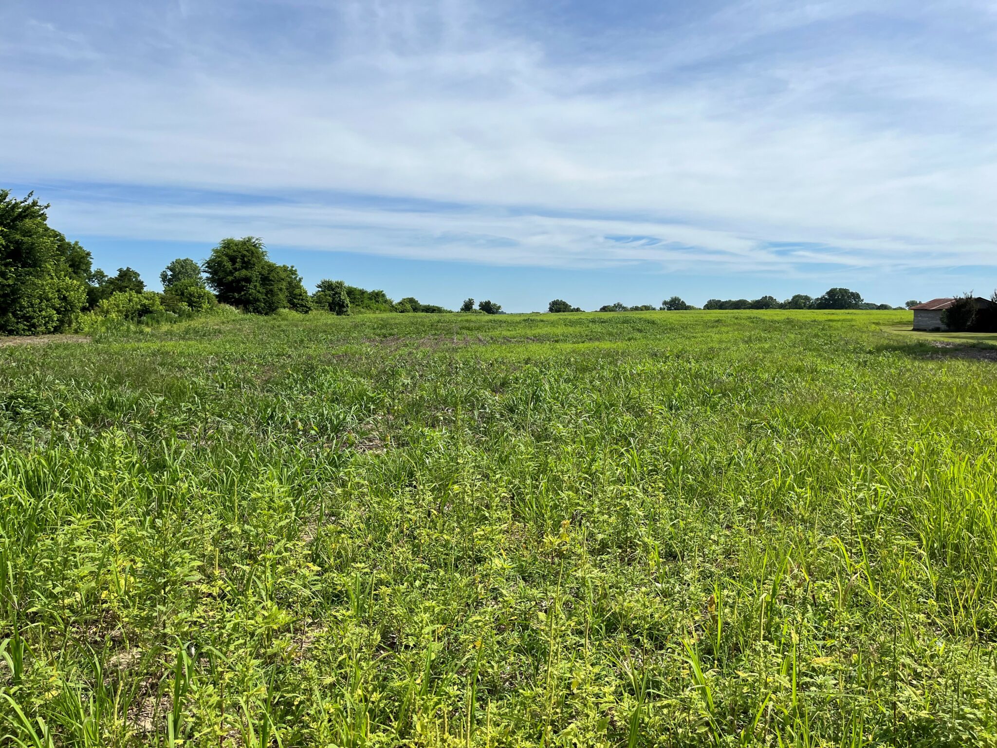 Late Burndown in Soybean | UT Crops News