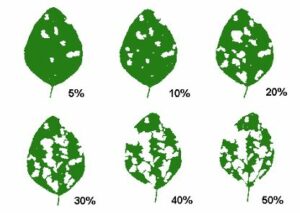 Visual Guide to Soybean Defoliation
