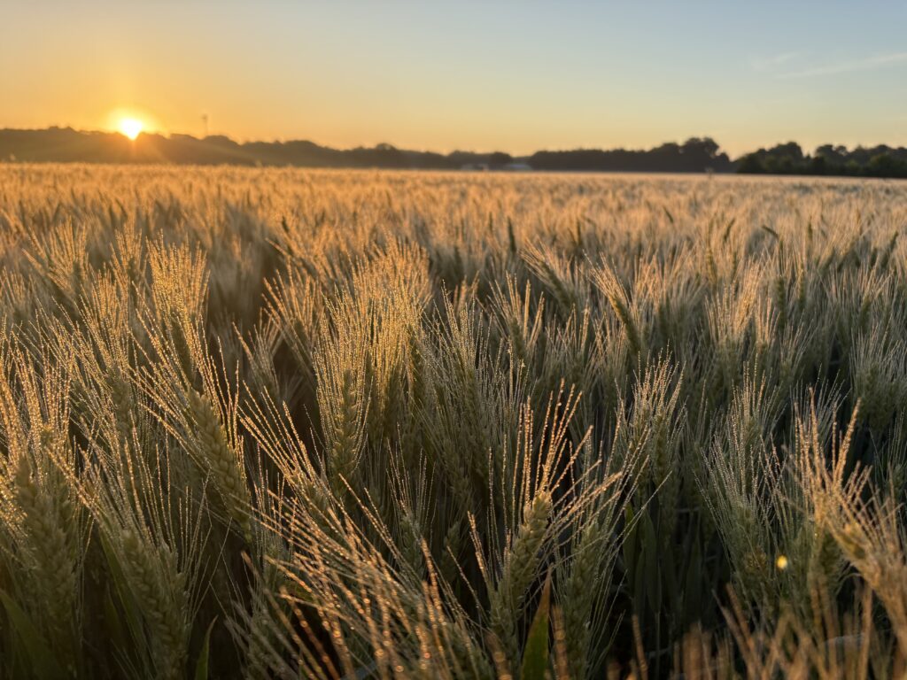 wheat field