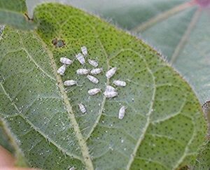 Whitefly in Cotton